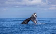 Gray whale tail