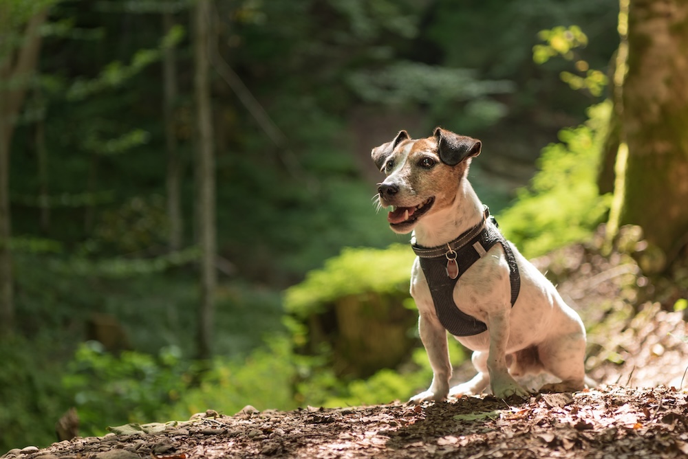 Dog on trail