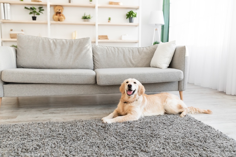 Dog in House