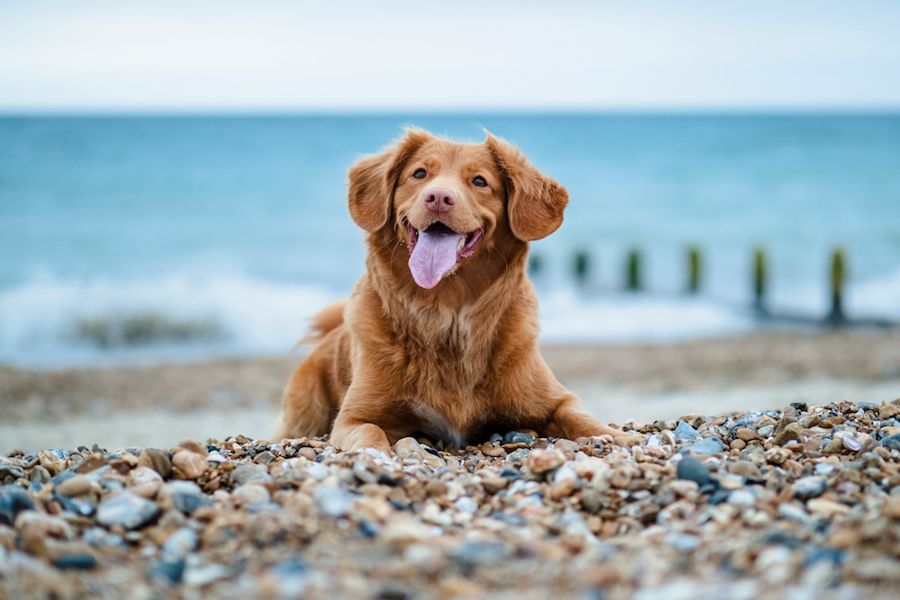 Dog on the beach